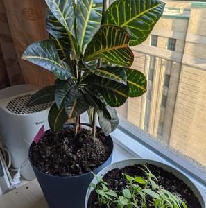 Meet your Posher, Poonam